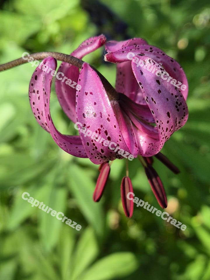 Martagon Lily Flower